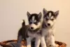 Photo №1. siberian husky - for sale in the city of Братислава | negotiated | Announcement № 71117