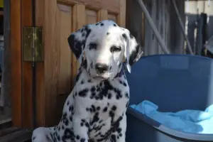 Photo №3. Dalmatian puppies for sale!. Russian Federation