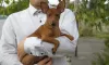 Additional photos: Puppy miniature pinscher dark red 3 months.