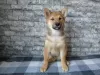 Photo №2 to announcement № 14925 for the sale of shiba inu - buy in Ukraine private announcement