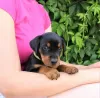 Photo №3. German Pinscher Puppies. Belarus