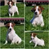 Additional photos: Booking Jack Russell puppies from the kennel for May-June