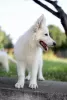 Additional photos: White Swiss Shepherd puppies for sale