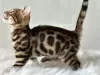 Additional photos: Gorgeous Bengal boy for breeding