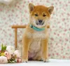 Additional photos: Shiba inu. Puppies