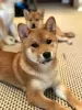 Photo №3. SHIBA INU PUPPIES RKF. Russian Federation