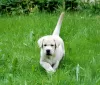 Photo №3. Labrador retriever puppies. Russian Federation