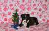 Additional photos: American Staffordshire Terrier puppies