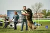 Additional photos: Caucasian Shepherd puppies