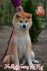 Photo №3. male Japanese Akita Inu. Ukraine