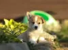 Additional photos: Welsh Corgi Pembroke puppies