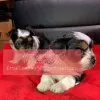 Photo №1. yorkshire terrier - for sale in the city of Södertälje | 402$ | Announcement № 11318