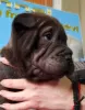 Additional photos: Shar Pei puppies