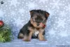 Photo №3. Yorkshire Terrier puppsready to go. Germany