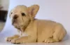 Additional photos: Lovely French bulldog puppies