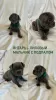 Photo №3. French Bulldog puppies. Russian Federation