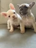 Photo №2 to announcement № 128737 for the sale of french bulldog - buy in United States private announcement