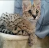 Photo №2 to announcement № 115981 for the sale of savannah cat - buy in United Arab Emirates private announcement, from nursery, from the shelter, breeder