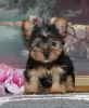 Photo №2 to announcement № 87012 for the sale of yorkshire terrier - buy in United States private announcement, from the shelter