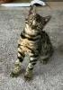 Photo №2 to announcement № 71725 for the sale of bengal cat - buy in Australia private announcement, breeder