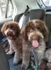 Photo №4. I will sell lagotto romagnolo in the city of Belgrade.  - price - negotiated