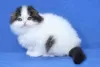 Photo №3. GCCF reg Scottish fold Kittens. Finland