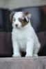 Photo №2 to announcement № 121903 for the sale of australian shepherd - buy in Russian Federation from nursery, breeder