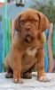 Photo №3. Dogue de bordeaux puppy. Russian Federation