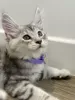 Additional photos: Palm Riviera Cattery Elite Maine Coon Kittens with Passport, Genetic Testing and