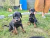 Photo №1. dobermann - for sale in the city of Bucharest | 242$ | Announcement № 10259