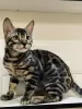 Additional photos: Bengal kitten for sale