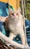 Photo №2 to announcement № 25456 for the sale of maine coon - buy in Poland breeder