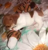 Additional photos: Jack Russell red and white boy and tricolor girl