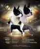 Photo №1. boston terrier - for sale in the city of Нови Сад | negotiated | Announcement № 105215