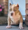 Photo №1. american bully - for sale in the city of Helsinki | 740$ | Announcement № 105821