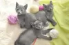 Photo №3. Russian blue kittens. Belarus