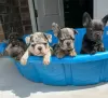 Photo №1. french bulldog - for sale in the city of Youngstown | 300$ | Announcement № 110721