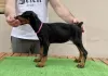 Additional photos: doberman puppies