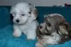 Photo №3. Havanese puppies. Russian Federation