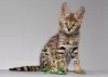 Photo №1. savannah cat - for sale in the city of New York | Is free | Announcement № 127485