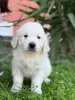 Photo №1. golden retriever - for sale in the city of Bar | negotiated | Announcement № 129402