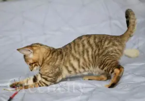 Photo №1. toyger - for sale in the city of Moscow | Negotiated | Announcement № 1034