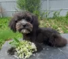 Photo №2 to announcement № 51333 for the sale of maltipu - buy in Russian Federation from nursery, breeder