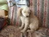 Photo №3. I am selling a girl, 5 year old toy poodle!. Russian Federation