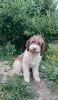 Additional photos: Purebred Lagotto Romagnolo Puppies