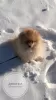 Photo №2 to announcement № 9492 for the sale of german spitz - buy in Spain private announcement