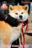 Photo №1. akita - for sale in the city of Khmelnitsky | 951$ | Announcement № 73346