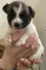 Additional photos: Wonderful Jack Russell Terrier puppies are looking for a home and caring owners!