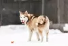 Photo №2 to announcement № 120233 for the sale of siberian husky - buy in Russian Federation private announcement