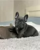 Photo №1. french bulldog - for sale in the city of Vilnius | negotiated | Announcement № 128657